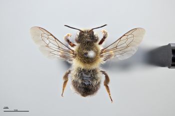 Media type: image;   Entomology 793801 Aspect: habitus dorsal view